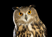 Eurasian Eagle Owl-02 von David Toase