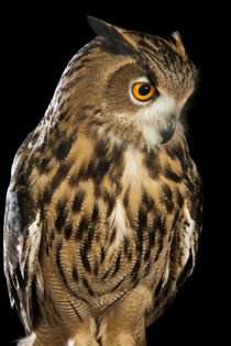 Eurasian Eagle Owl-03 von David Toase