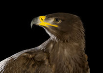 Steppe Eagle-01 by David Toase