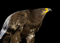 Steppe Eagle-02 by David Toase