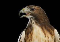 Red-tailed Hawk-01 by David Toase
