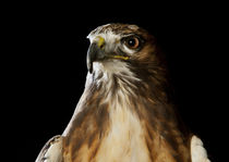 Red-tailed Hawk-02 by David Toase