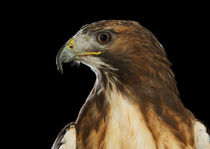 Red-tailed Hawk-03 von David Toase