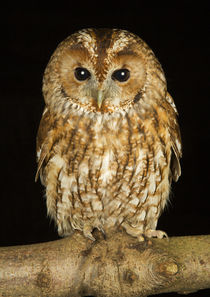 Tawny Owl-02 von David Toase
