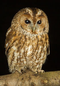 Tawny Owl-03 von David Toase