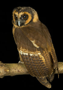 Brown Wood Owl-01 von David Toase