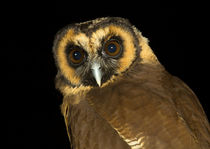 Brown Wood Owl-02 von David Toase