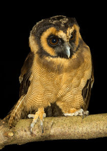 Brown Wood Owl-03 von David Toase
