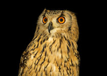 Indian Eagle Owl-03 von David Toase