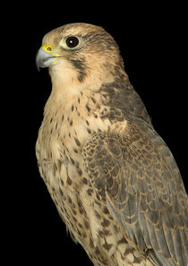 Lanner Falcon-02 by David Toase