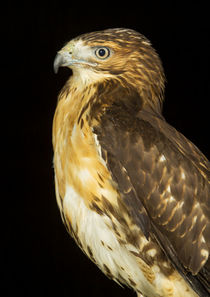 Red-tailed Hawk-04 by David Toase