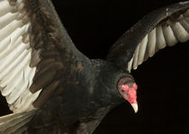 Turkey Vulture-01 von David Toase