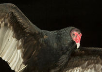Turkey Vulture-02 by David Toase