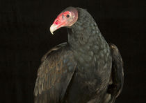Turkey Vulture-03 by David Toase