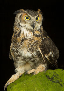 Eurasian Eagle Owl-04 von David Toase