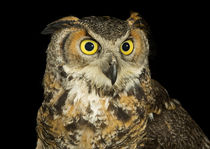 Eurasian Eagle Owl-05 von David Toase