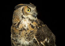 Eurasian Eagle Owl-06 von David Toase
