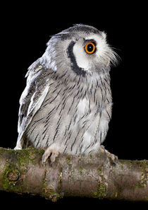 Southern White-faced Owl-01 by David Toase