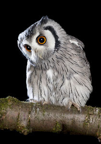 Southern White-faced Owl-02 by David Toase