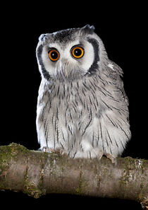 Southern White-faced Owl-03 by David Toase