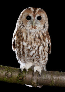 Tawny Owl-07 von David Toase