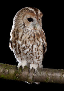 Tawny Owl-06 von David Toase
