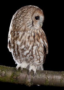 Tawny Owl-05 von David Toase
