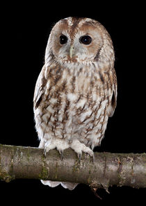 Tawny Owl-04 von David Toase