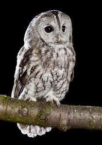 Tawny Owl-08 von David Toase