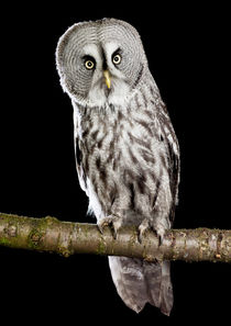 Great Grey Owl (Strix nebulosa) by David Toase