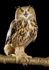 Eurasian Eagle Owl-07 von David Toase