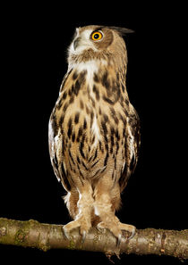 Eurasian Eagle Owl-08 von David Toase