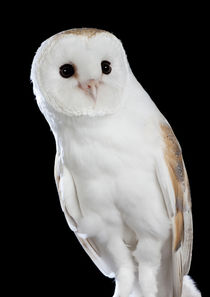 Barn Owl-05 von David Toase