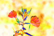 Abstract Evening Primrose-01 by David Toase