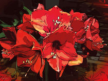 Blumen Poster Amaryllis Adventszeit von Robert H. Biedermann