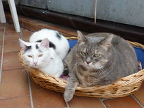 Zwei Katzen beim relaxen von klaus Gruber