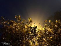 "Morgen-Leuchten" von photopoet-wolfram