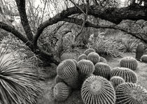 Barrel Cacti von Elisabeth  Lucas