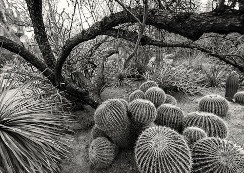Barrel-cacti