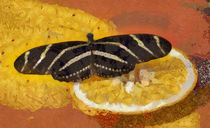 Beautiful Zebra Butterfly von Elisabeth  Lucas