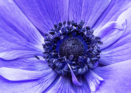 Blue-anemone