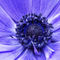 Blue-anemone