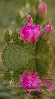 Cactus Reflection by Elisabeth  Lucas