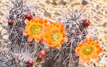 Glowing Cactus Flowers by Elisabeth  Lucas