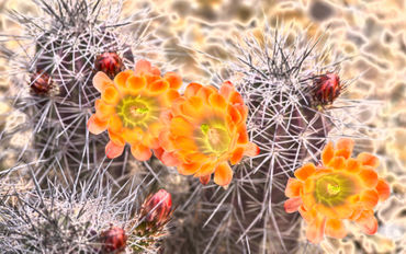Glowing-cactus-flowers