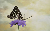 Happy Butterflies von Elisabeth  Lucas
