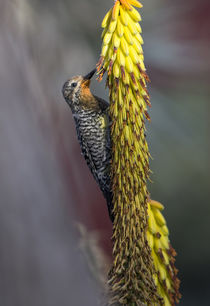 Gila Woodpecker by Elisabeth  Lucas