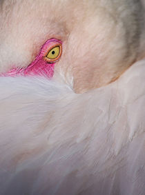 Pink Beauty by Elisabeth  Lucas