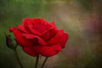 Red Desert Rose von Elisabeth  Lucas