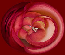 Red Rose Orb by Elisabeth  Lucas